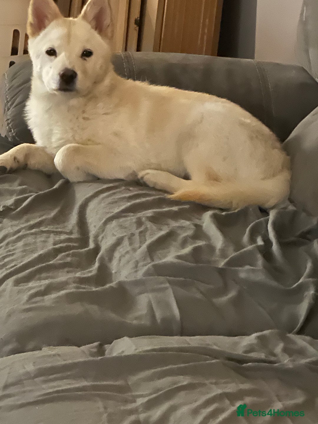 Mixed Breed dogs for sale: One Beautiful female chowski puppy  in Maesteg - Image 10