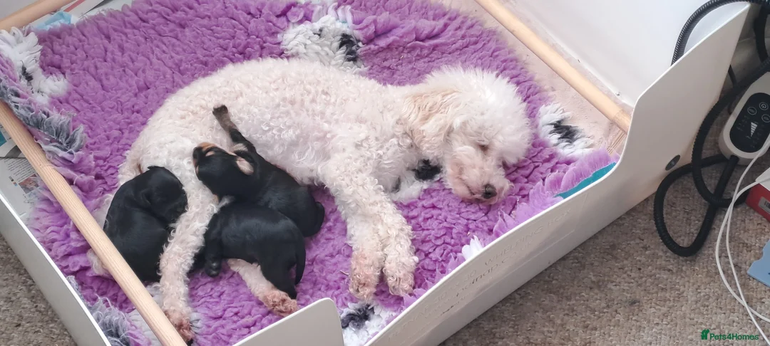 Yorkiepoo dogs for sale: Beautiful Porkies  in Steyning - Advert 2