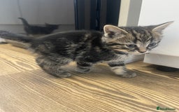 Mixed Breed cats for sale: 1 kitten left - Advert 2