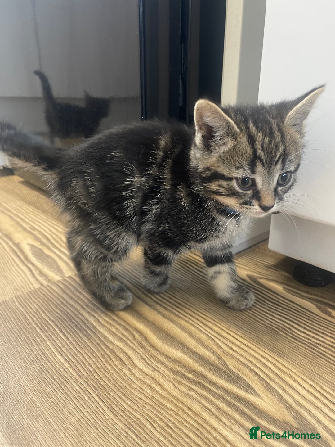 Mixed Breed cats for sale: 1 kitten left - Advert 2