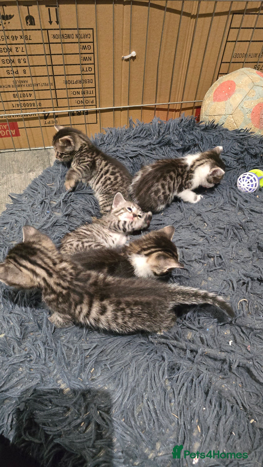 Bengal cats for sale: Bengal x tabby kittens - Image 12