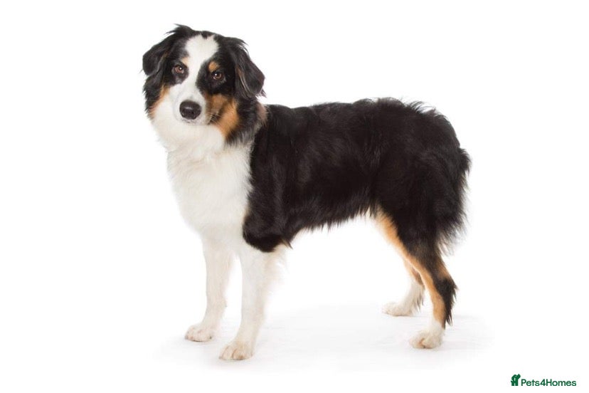 Australian Shepherd dogs Gorgeous male puppy - Advert 3