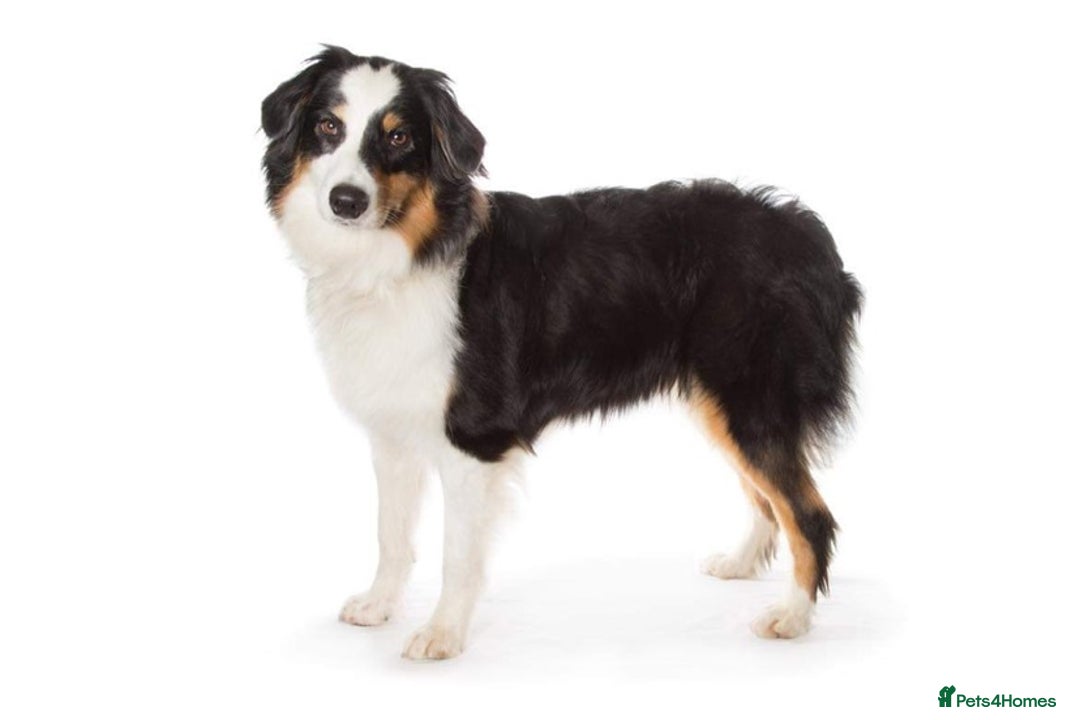 Australian Shepherd dogs for sale: Gorgeous male puppy - Advert 1