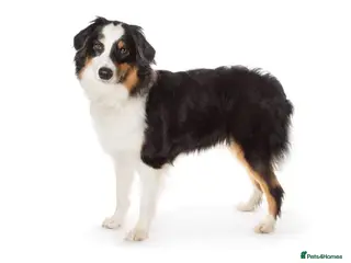 Australian Shepherd dogs Gorgeous male puppy - Advert 3