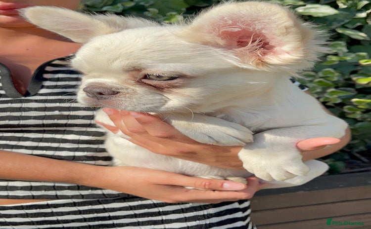 French Bulldog dogs - Advert 2