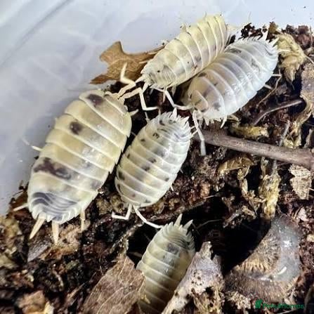 Isopods invertebrates Dairy milk isopods great for cleanup crew  - Advert 10