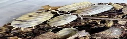 Isopods invertebrates for sale: Dairy milk isopods great for cleanup crew  in Mansfield - Advert 1