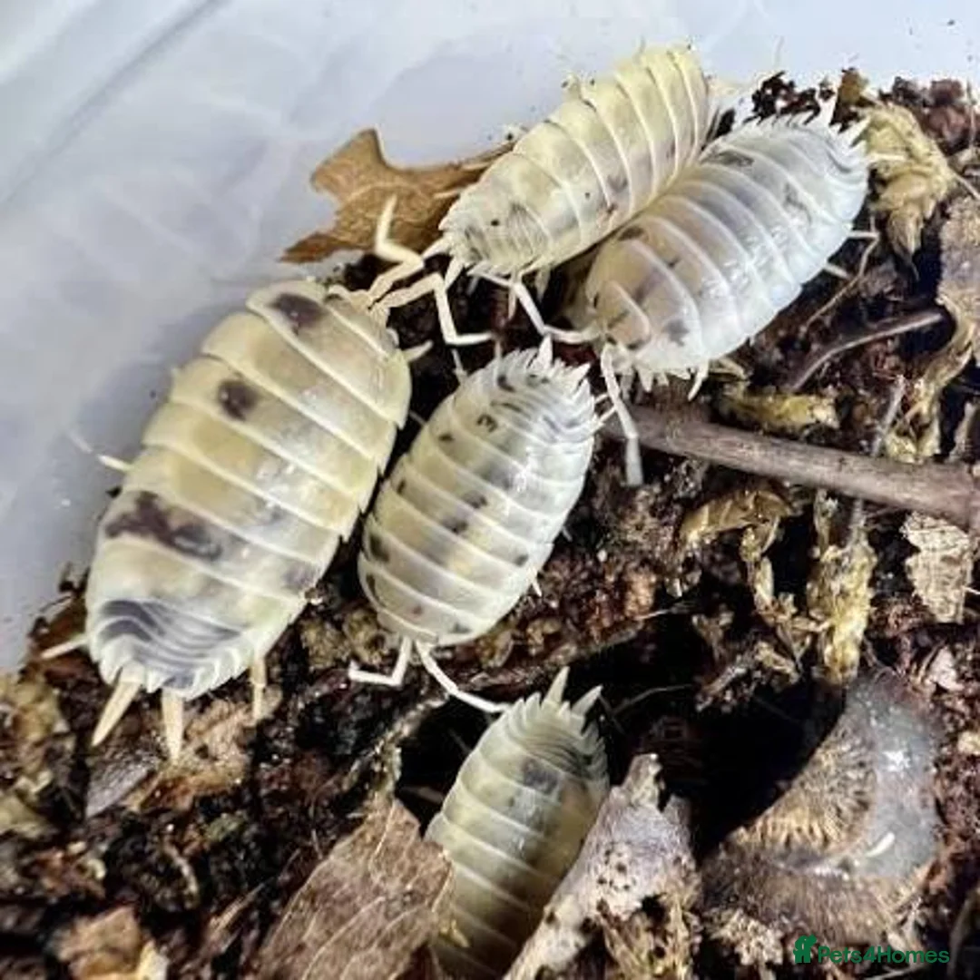 Isopods invertebrates for sale: Dairy milk isopods great for cleanup crew  in Mansfield - Advert 1