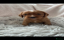 Cocker Spaniel dogs for sale: Cocker spaniel puppies - Image 5