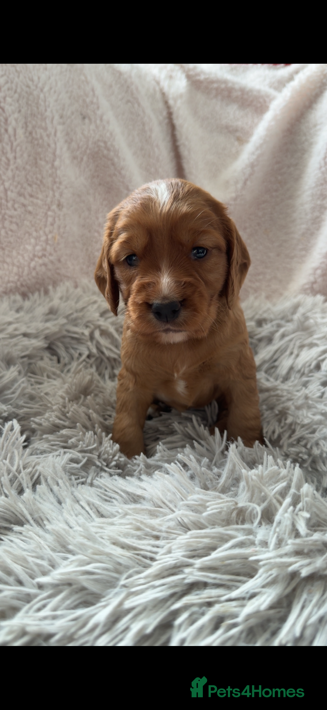 Cocker Spaniel dogs for sale: Cocker spaniel puppies - Image 5
