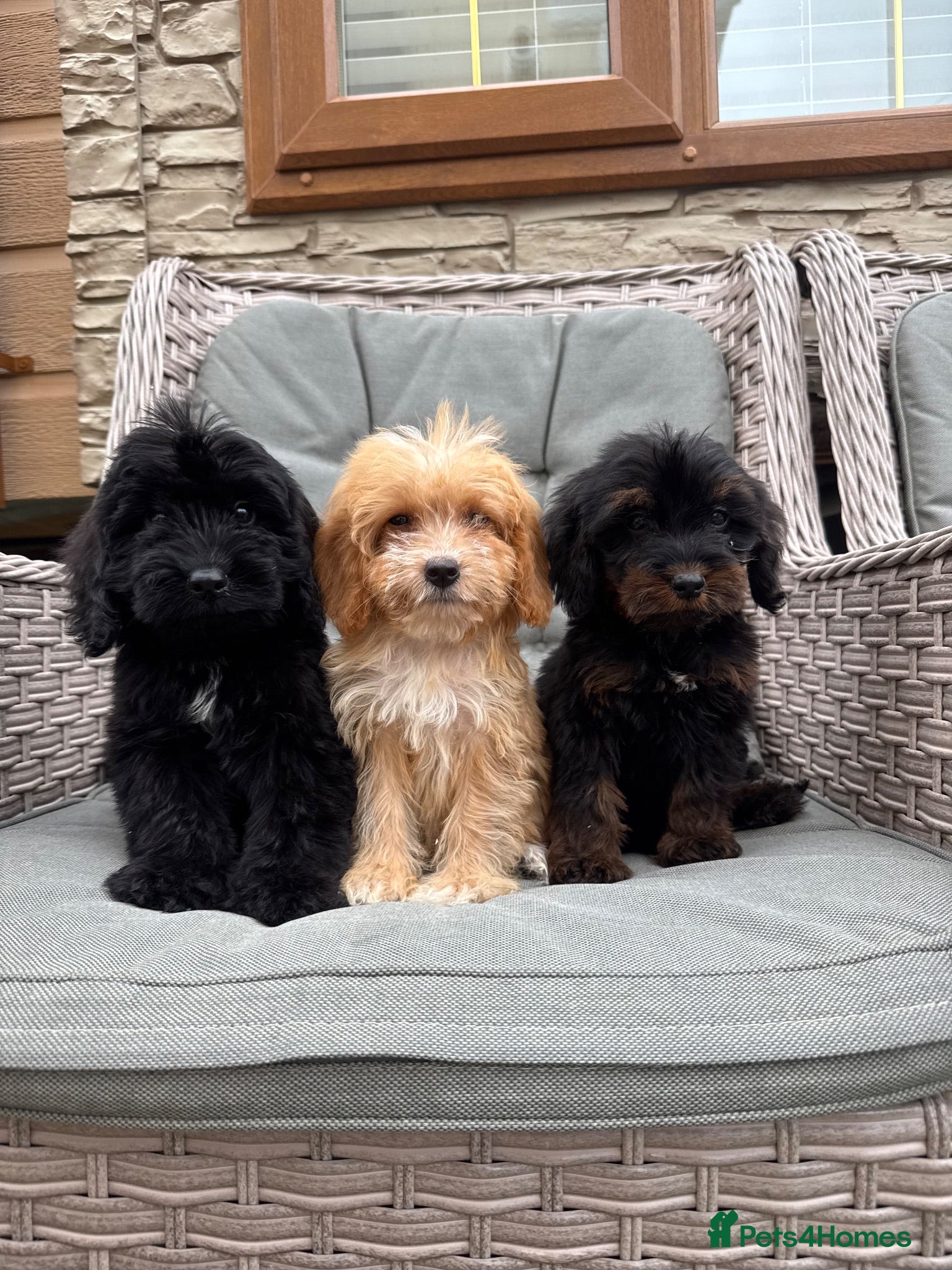 Cockapoo dogs F1 Cockapoos (council licensed)  - Advert 2