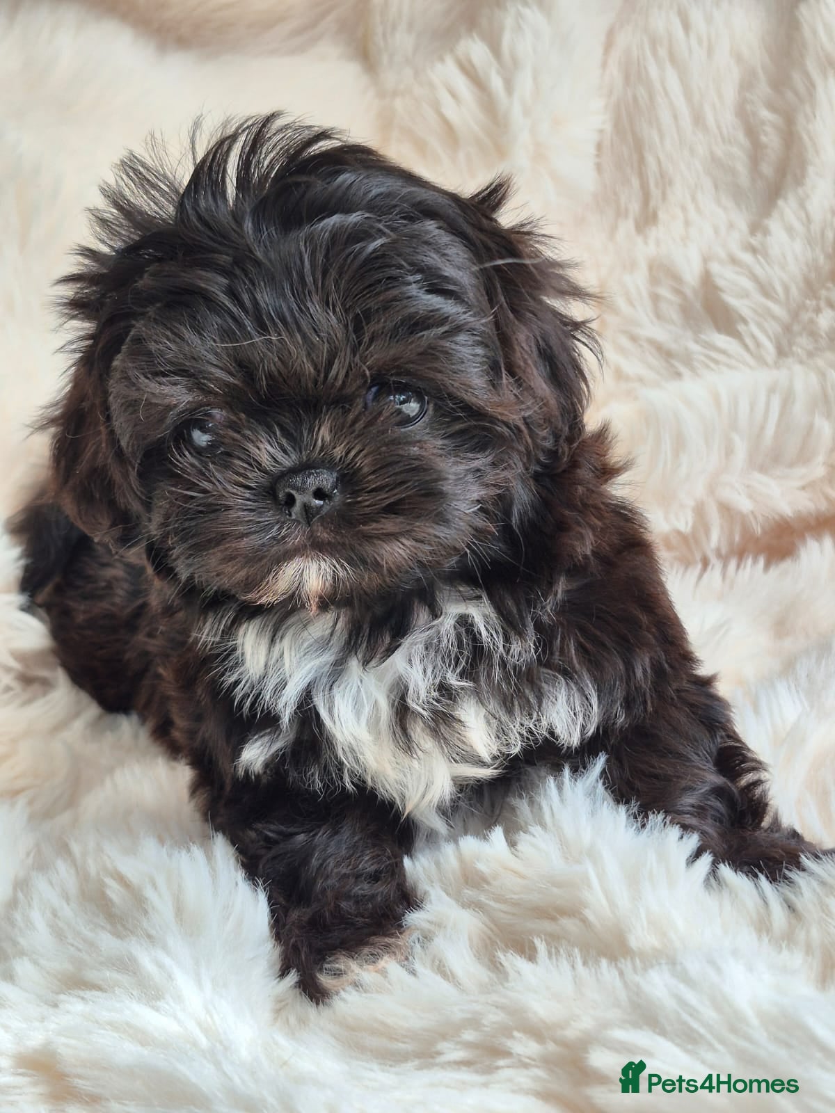 Shih Tzu dogs Amazing Tiny Imperial Shih Tzu Puppies - Advert 1