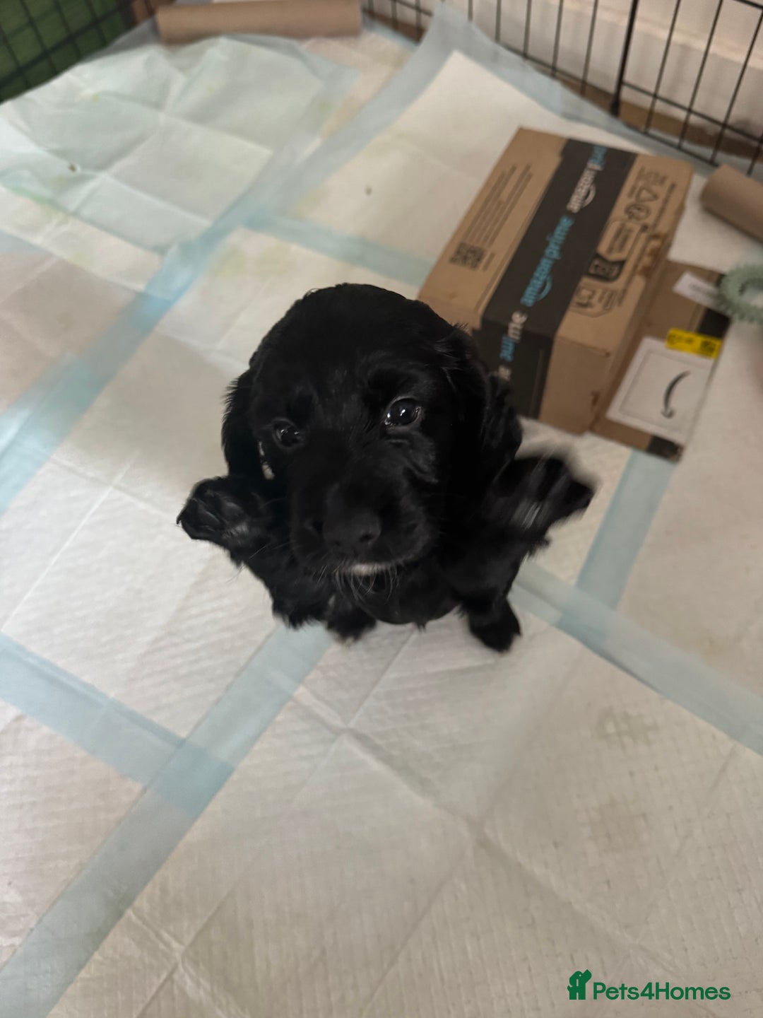 Cocker Spaniel dogs for sale: ‼️ONE GIRL LEFT‼️Working cocker spaniel puppies🐾 - Image 3