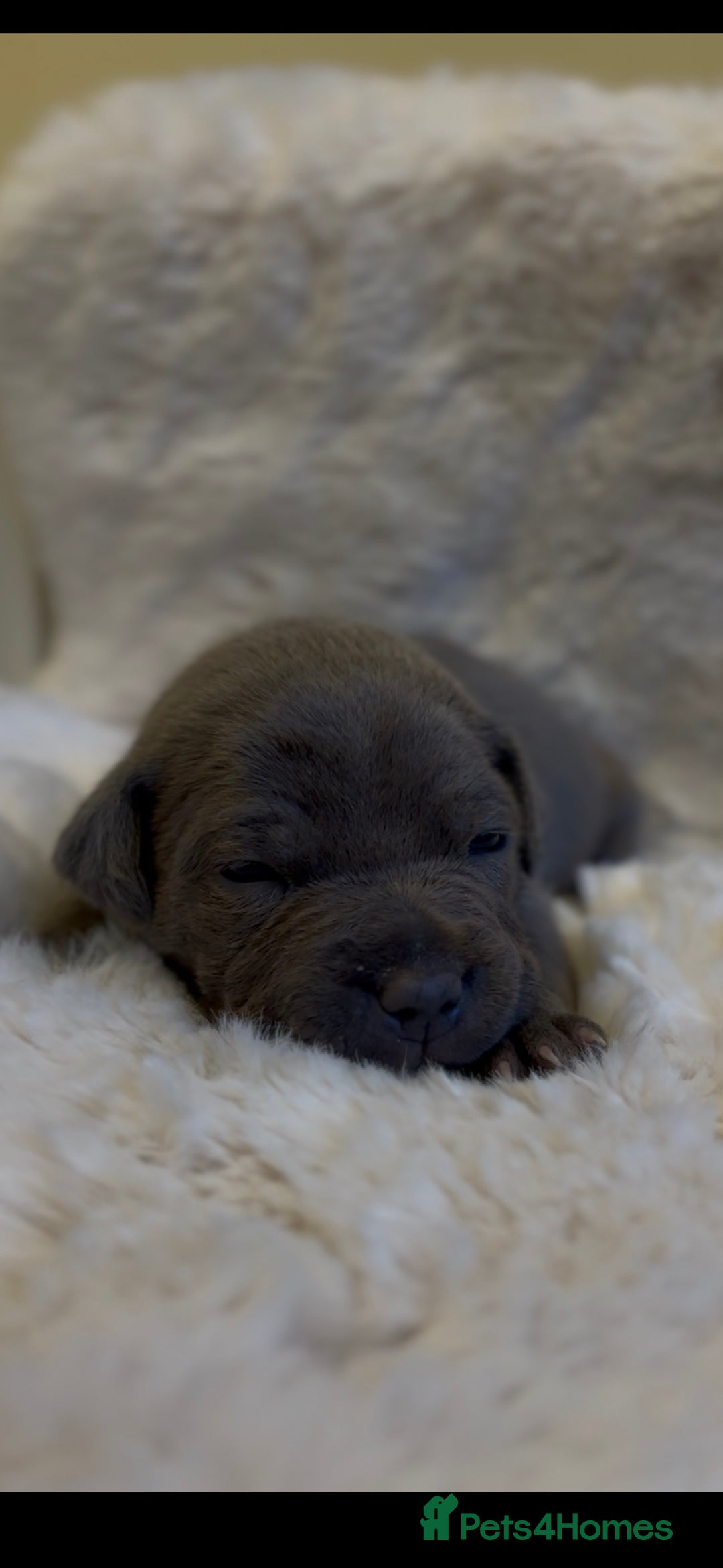 Staffordshire Bull Terrier dogs for sale: Beautiful Staffordshire Bull Terrier Puppies - Image 11