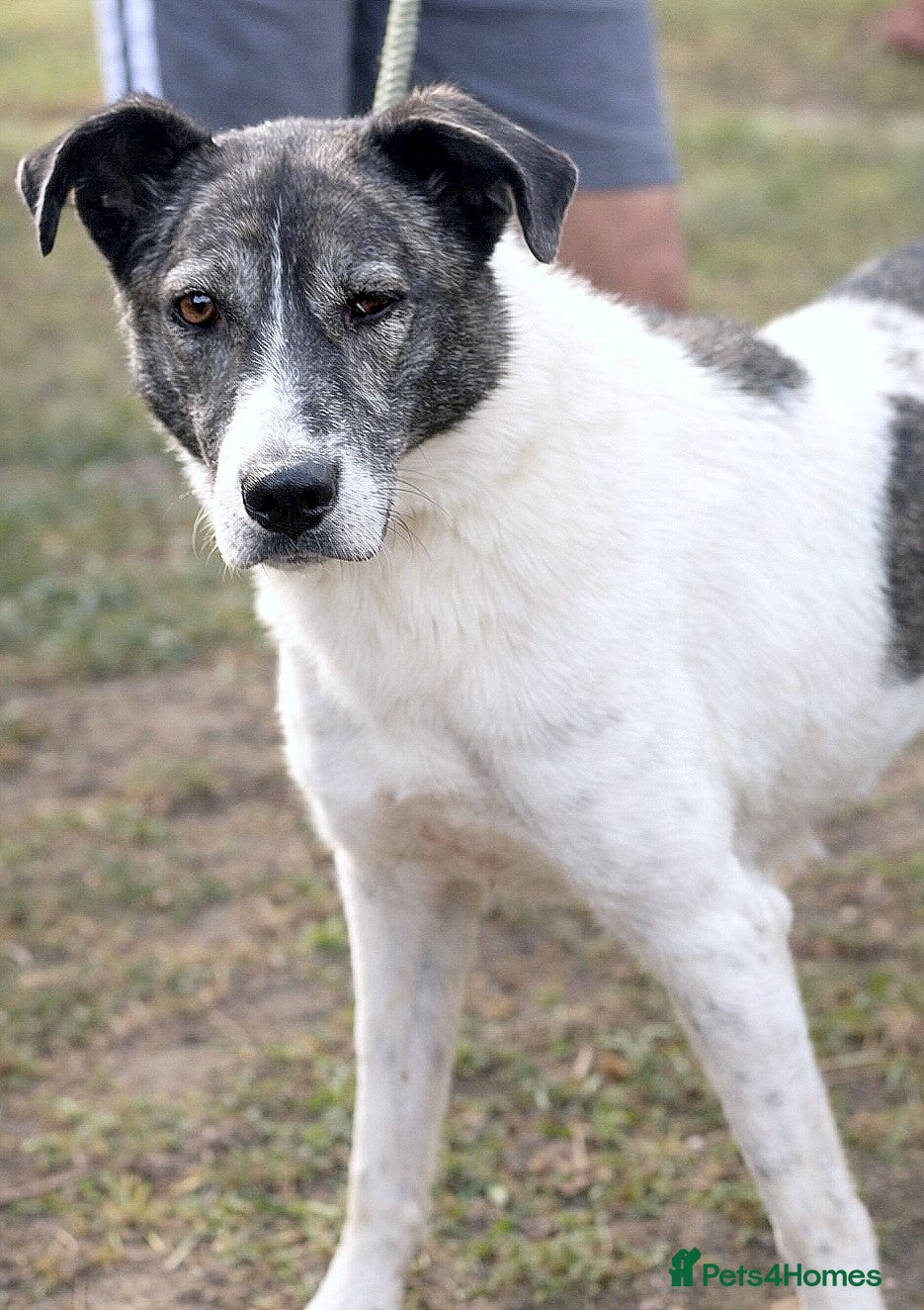 Mixed Breed dogs 💛🐾Marley, 5 years waiting… will he be chosen? 💛 - Advert 17