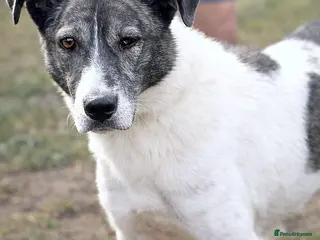 Mixed Breed dogs 💛🐾Marley, 5 years waiting… will he be chosen? 💛 - Advert 17