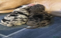 Cavapoo dogs for sale: Merle cavapoo boys  - Advert 2