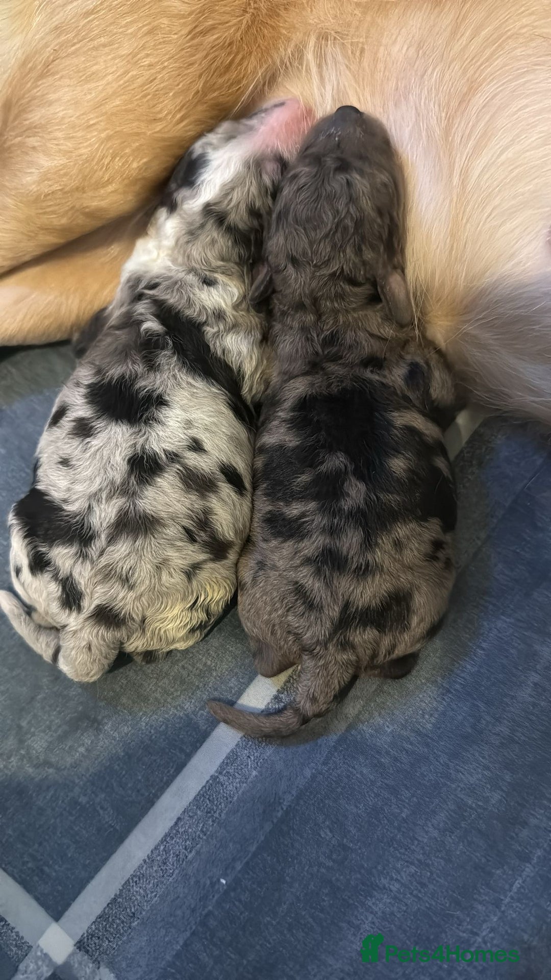 Cavapoo dogs for sale: Merle cavapoo boys  - Advert 2