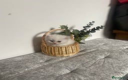 Persian cats for sale: white and orange cream Persians - Image 5