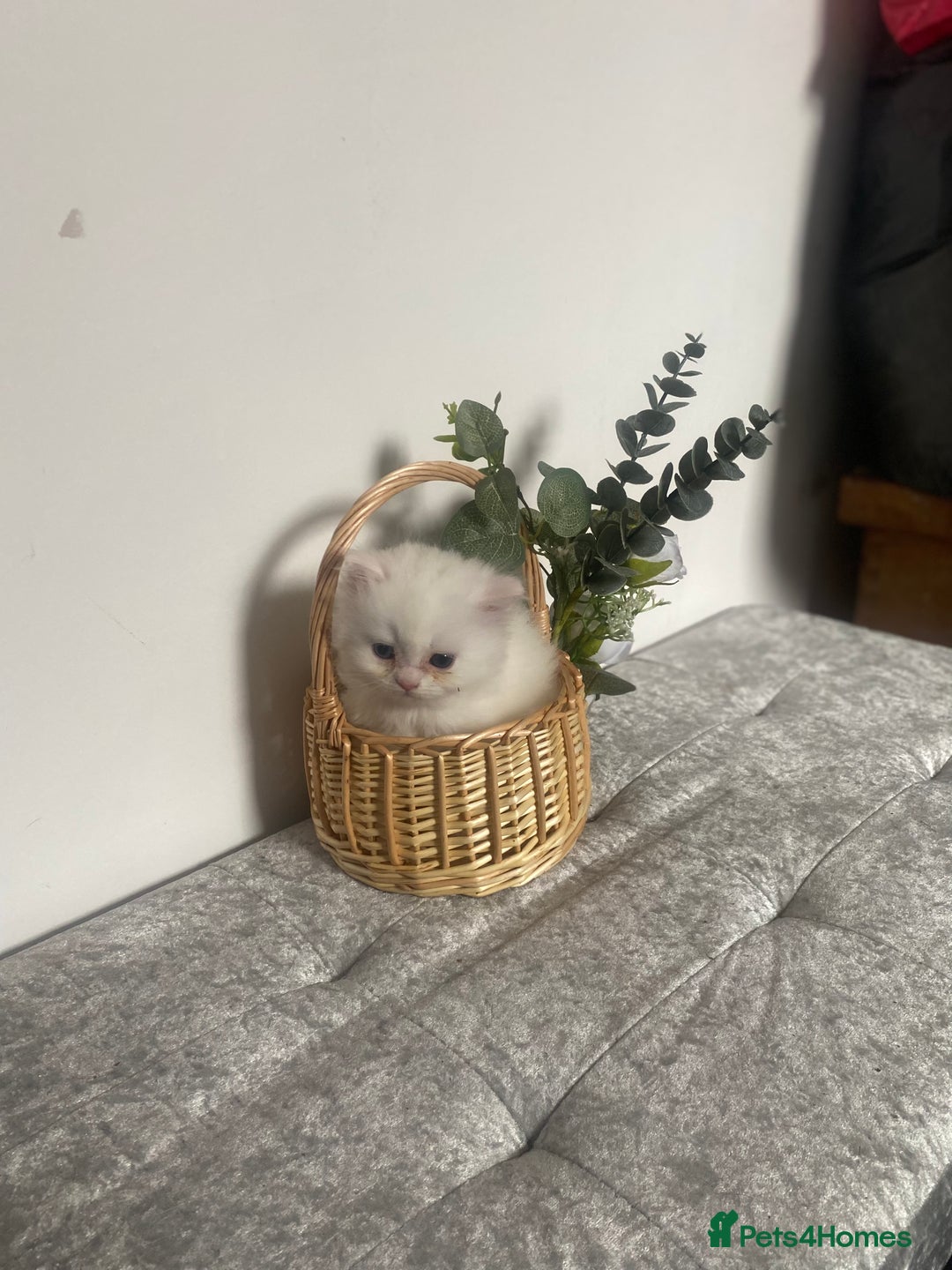 Persian cats for sale: white and orange cream Persians - Image 5