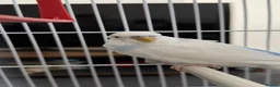 Budgerigars birds for sale: Two budgies for sale  in London - Advert 3