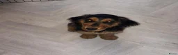 Cocker Spaniel dogs for sale: Female Cocker Spaniel Puppy 4 months old - Advert 5