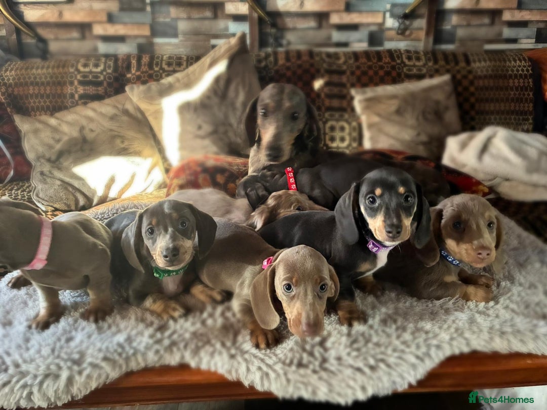 Dachshund dogs for sale: miniature datchund puppies - Advert 9