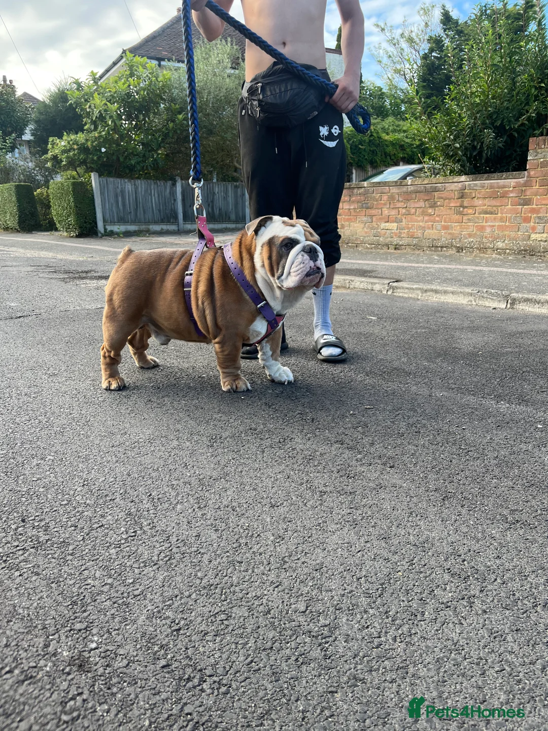 English Bulldog dogs for stud: Beautiful English bulldog for stud  in Margate - Advert 4