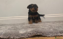 Airedale Terrier dogs for sale: Champion Coralita Airedale puppies  - Image 8