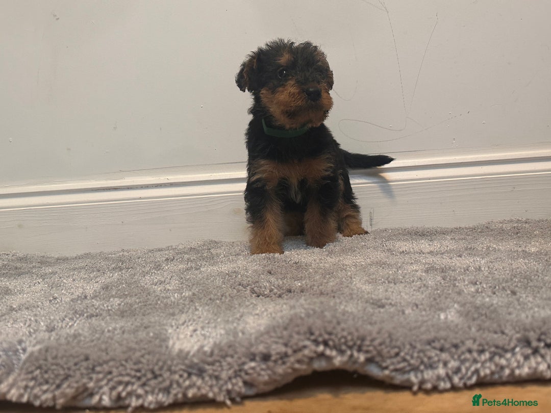 Airedale Terrier dogs for sale: Champion Coralita Airedale puppies  - Image 8