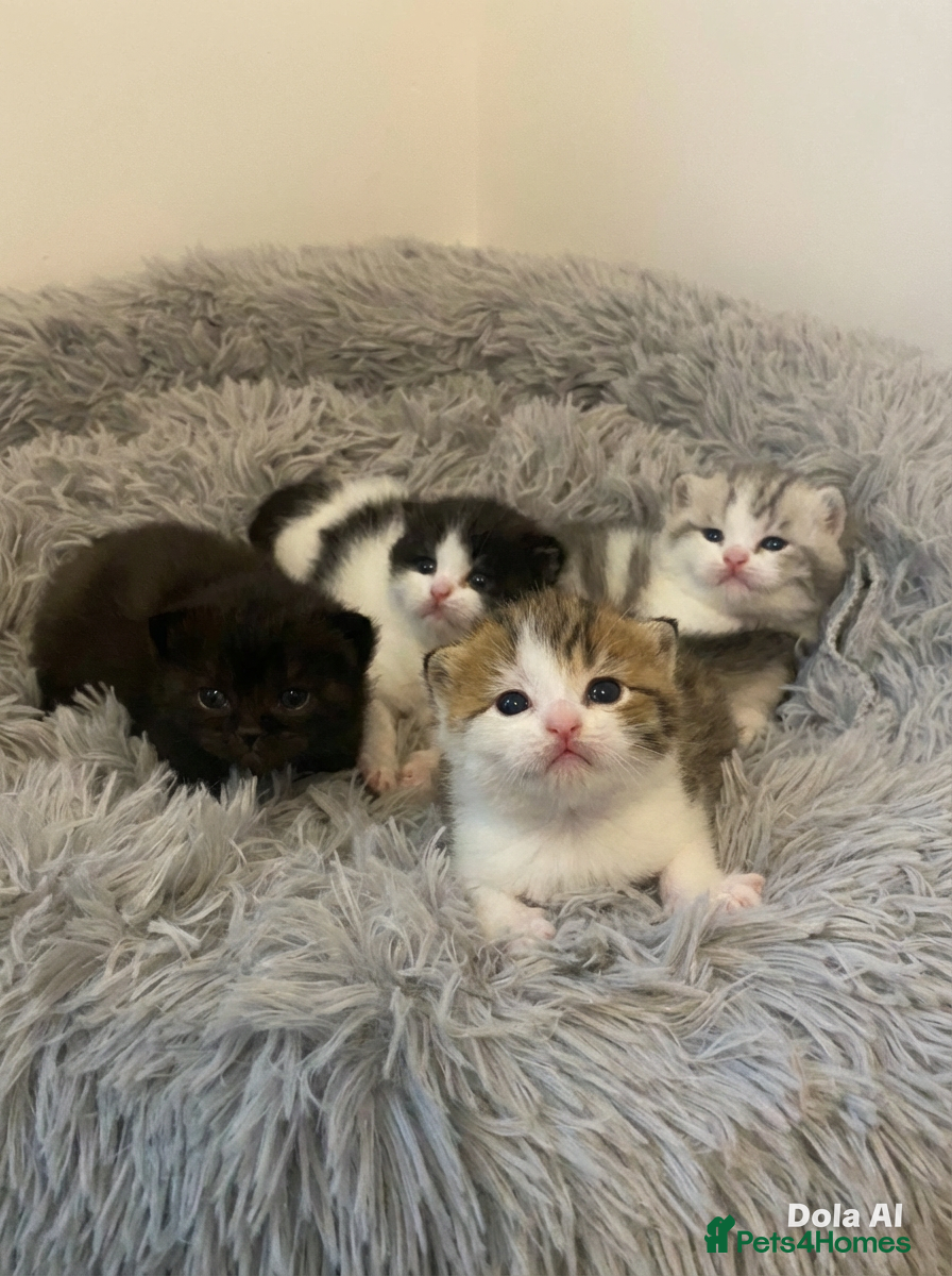 British Shorthair cats ✨ Stunning British Shorthair Kittens ✨ - Advert 1