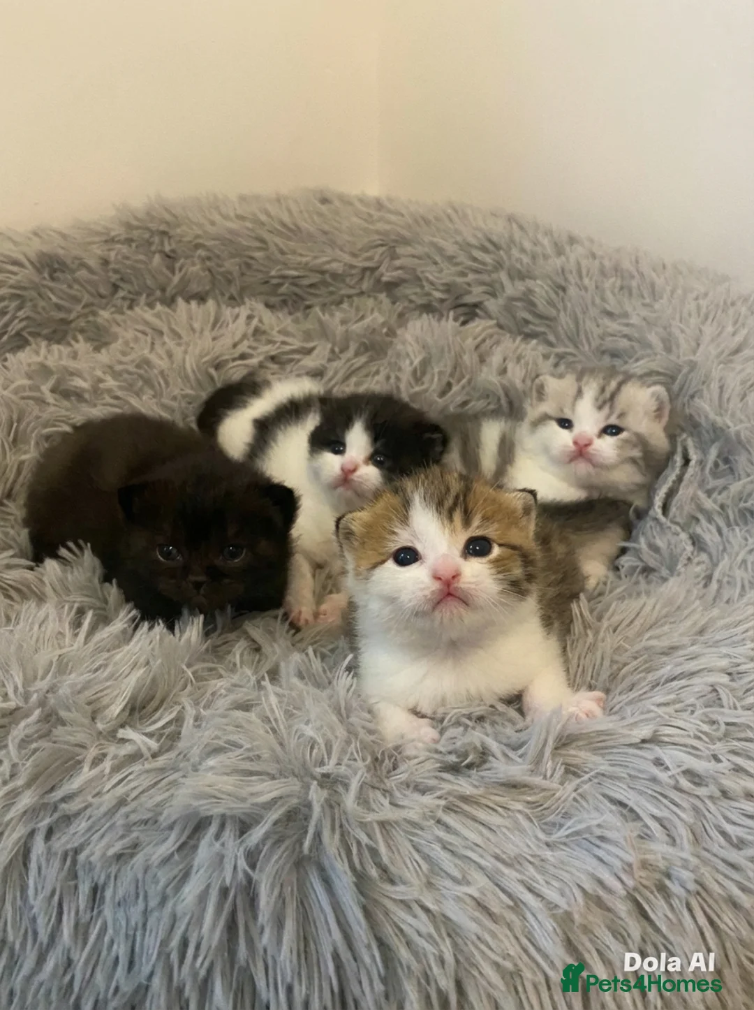 British Shorthair cats for sale: ✨ Stunning British Shorthair Kittens ✨ in Loughborough - Advert 1