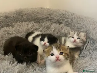 British Shorthair cats ✨ Stunning British Shorthair Kittens ✨ - Advert 1