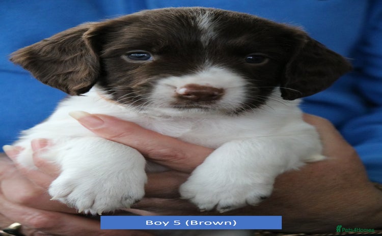 English Springer Spaniel dogs - Advert 8