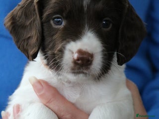 English Springer Spaniel dogs - Advert 1