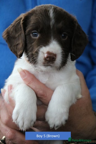 English Springer Spaniel dogs - Advert 8