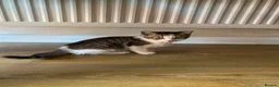 Mixed Breed cats for sale: Two beautiful kittens ! - Advert 4