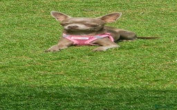 Chihuahua dogs for sale: Lilac female smoothcoat chihuahua - Image 3