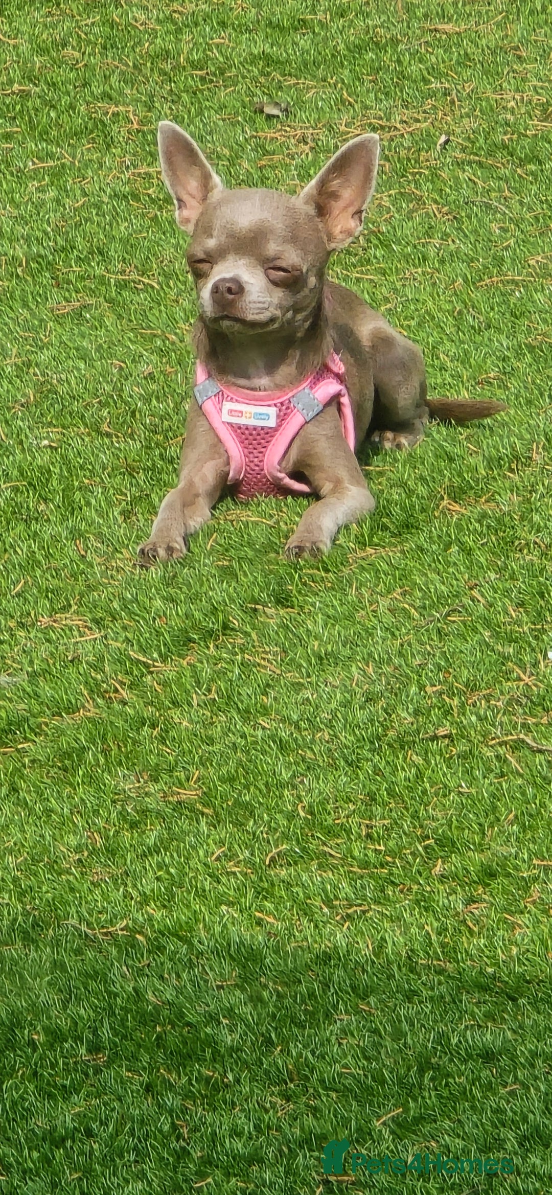 Chihuahua dogs for sale: Lilac female smoothcoat chihuahua - Image 3