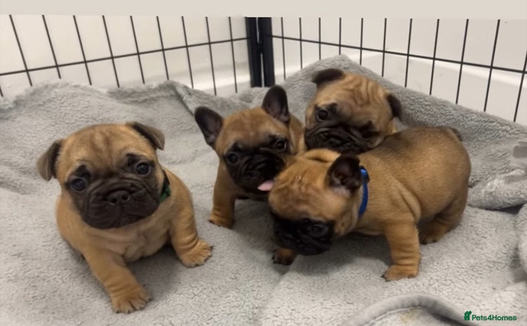 French Bulldog dogs - Advert 2