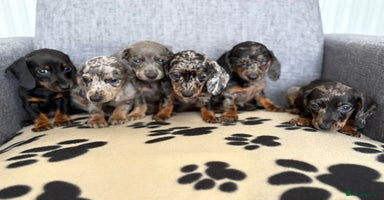Dachshund dogs - Advert 8