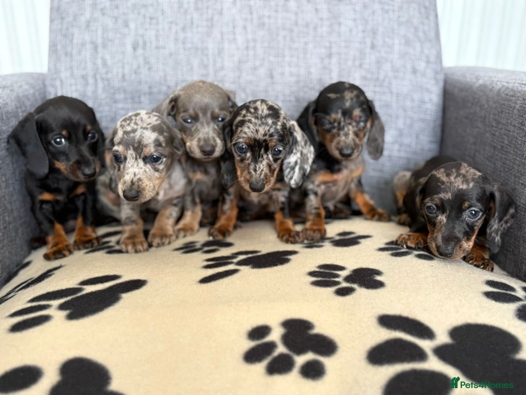 Dachshund dogs for sale: Miniature Dachshund puppies  - Image 2