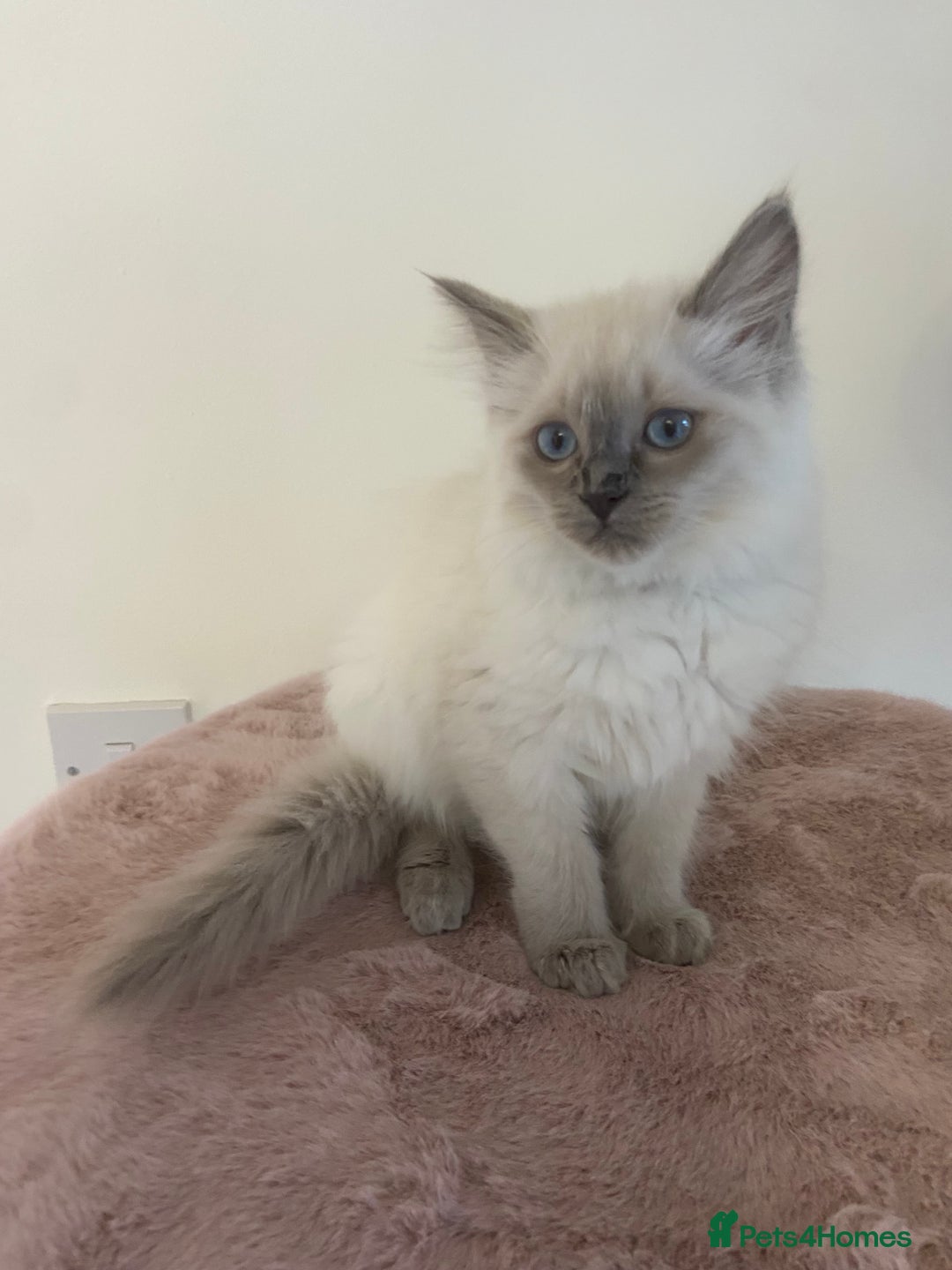 Ragdoll cats for sale: TICA ragdolls cherubim mink sepia solid tabby - Advert 11