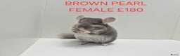 Chinchilla rodents for sale: STUNNING BABIES CHINCHILLA MIX COLOURS AND GENDER  - Advert 7