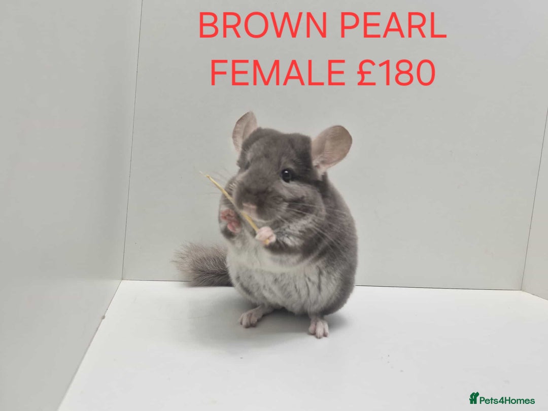 Chinchilla rodents for sale: STUNNING BABIES CHINCHILLA MIX COLOURS AND GENDER  - Advert 7