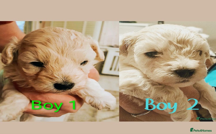 Maltipoo dogs F1 HEALTH TESTED QUALITY TOY MALTIPOO PUPPIES  - Advert 2