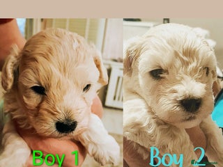 Maltipoo dogs F1 HEALTH TESTED QUALITY TOY MALTIPOO PUPPIES - Advert 18