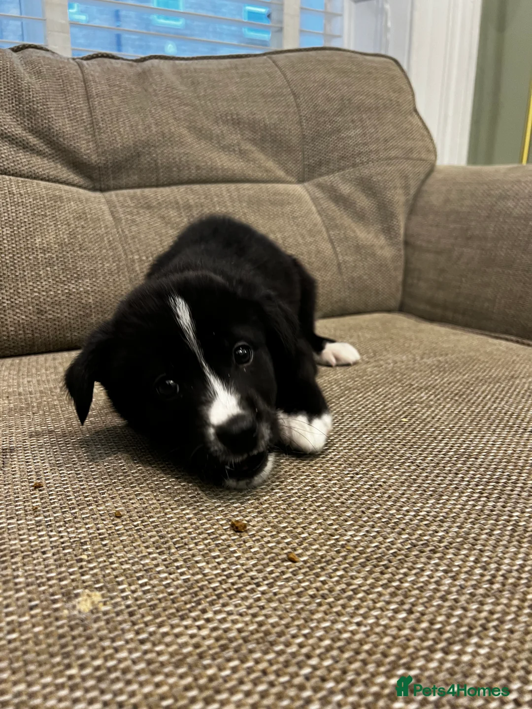 Mixed Breed dogs for sale: Bernese X Huskydor Pups - Advert 18