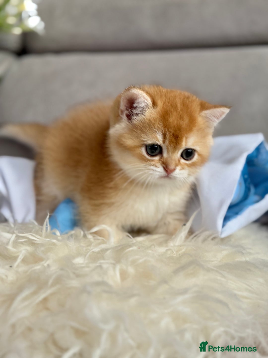 British Shorthair cats for sale: ✨ Golden BSH girls Looking for Loving Homes ✨ - Advert 11