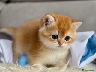 British Shorthair cats ✨ Last Golden BSH girl Looking for Loving Homes ✨ - Advert 11